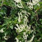 Gypsophila paniculata