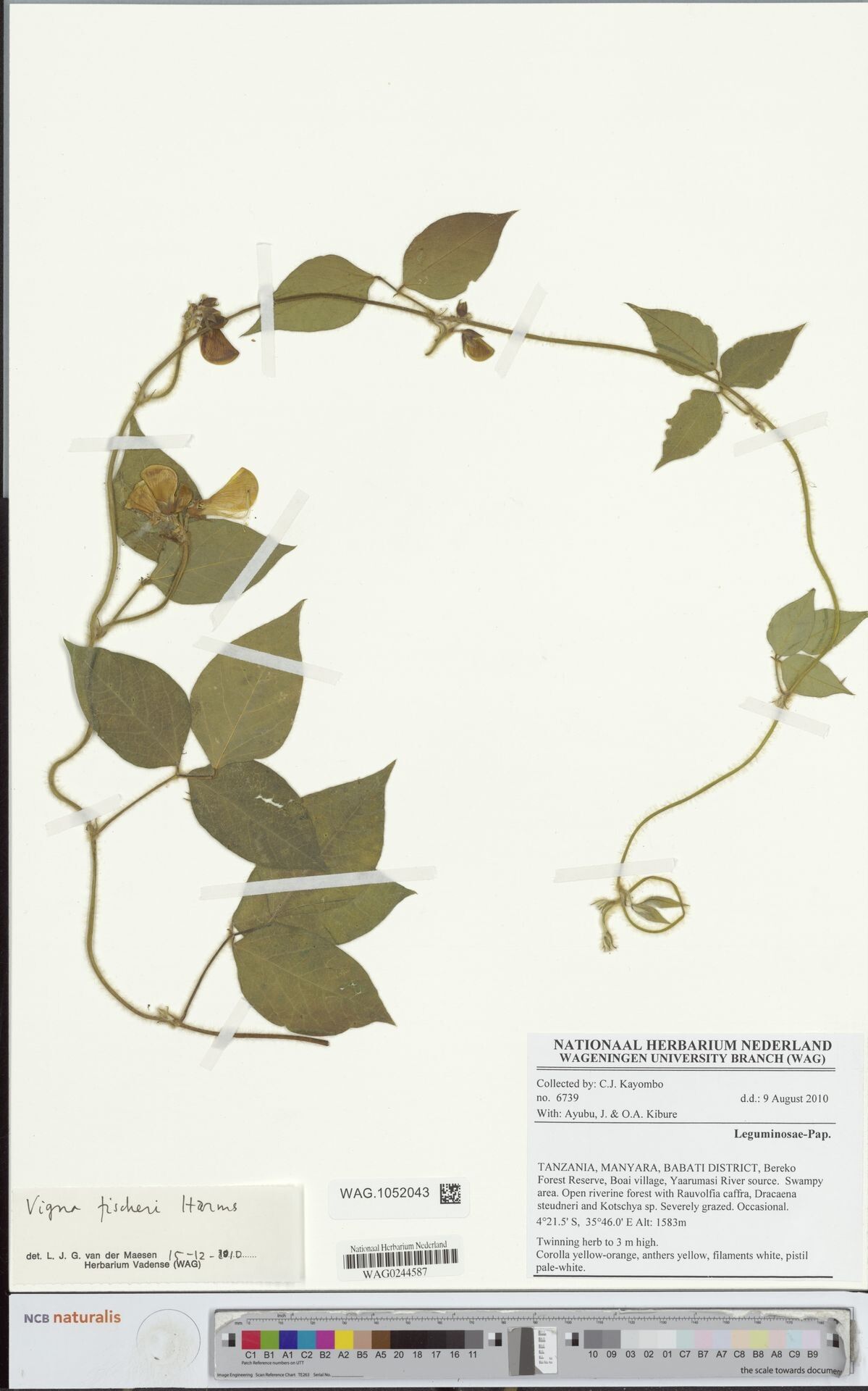 Vigna fischeri — search result for 'Vigna'