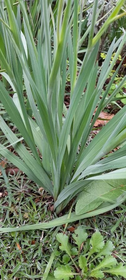 Gladiolus murielae leaf