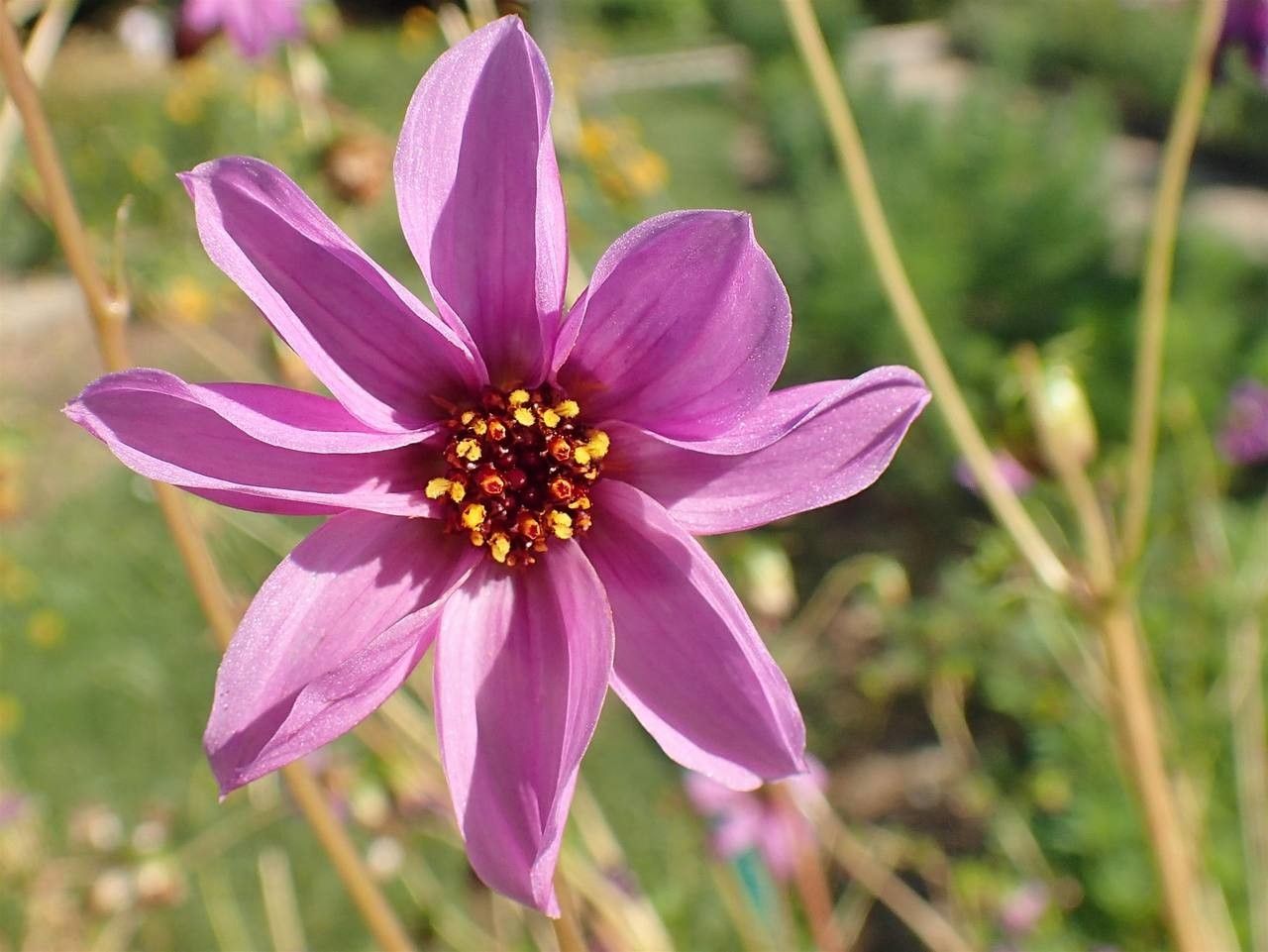 Dahlia merckii flower