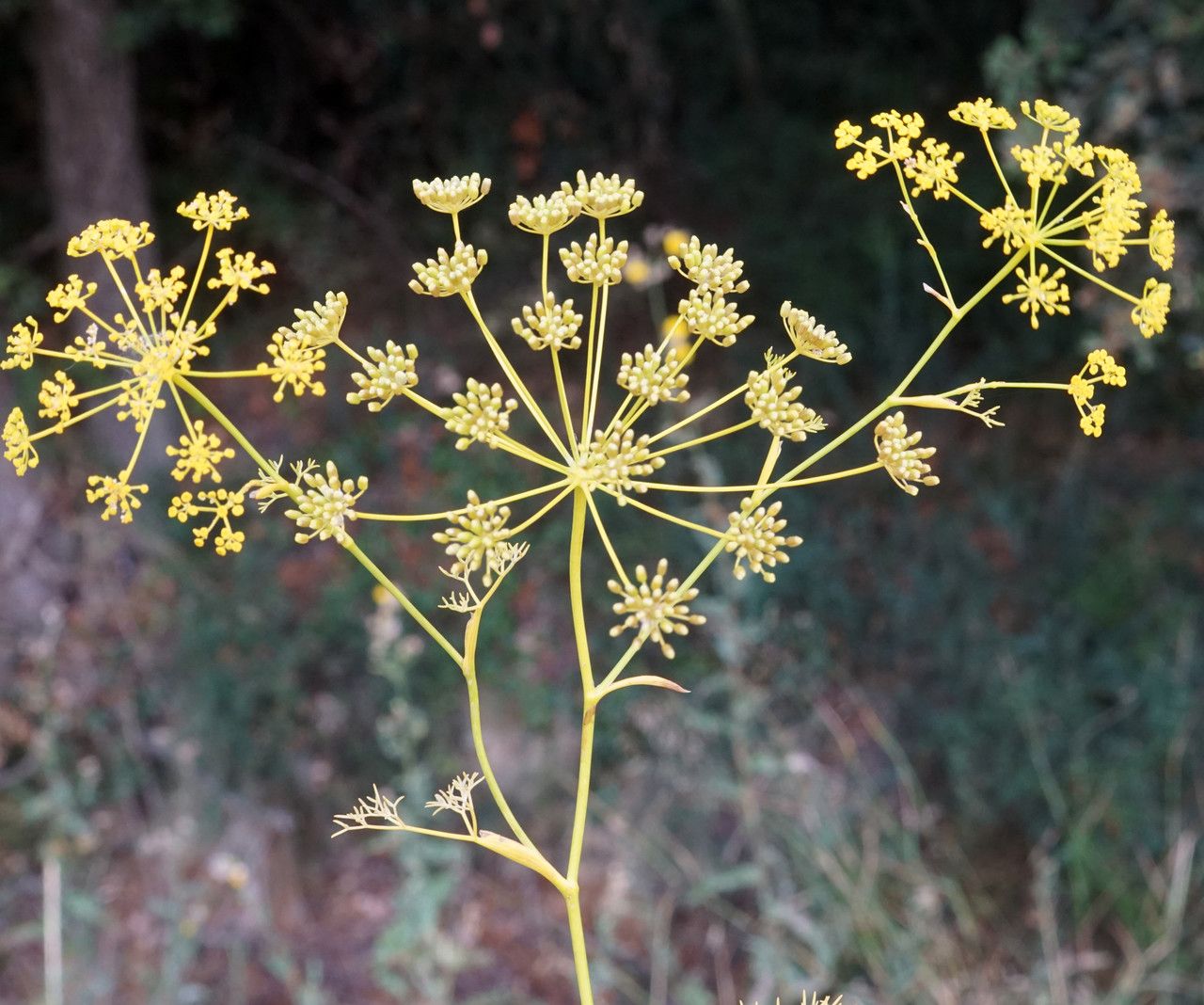 Ridolfia segetum fruit