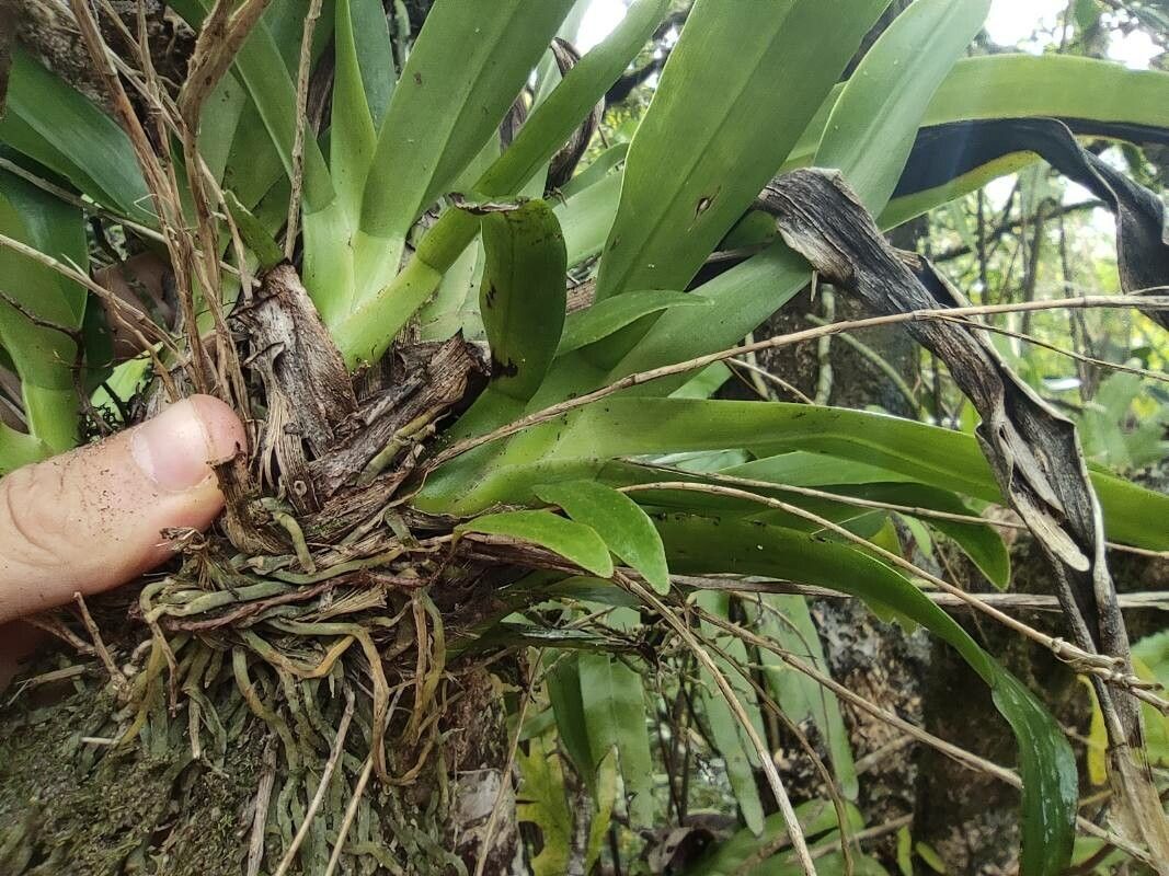 Aeranthes arachnitis leaf