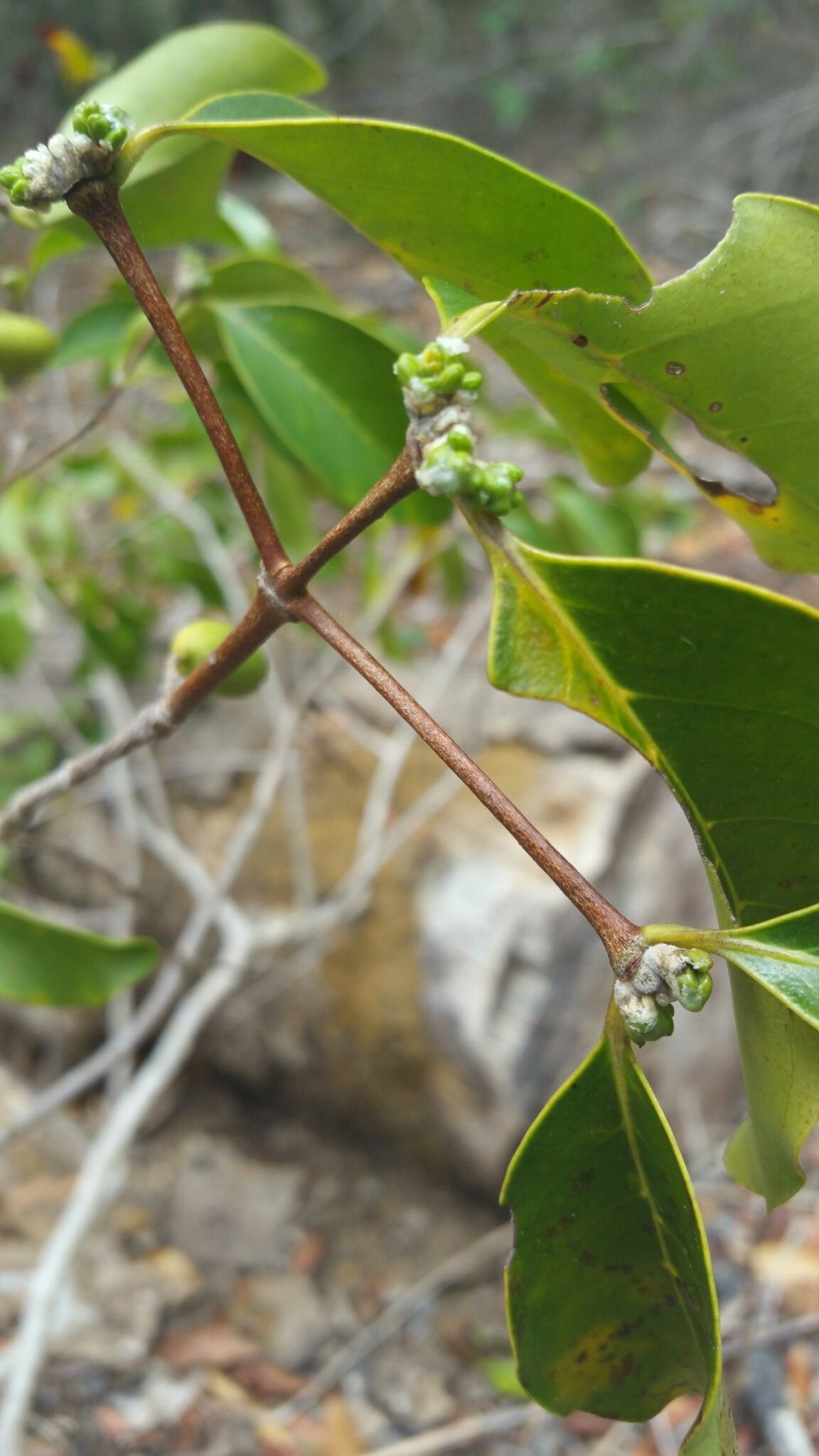 Coffea tsirananae fruit