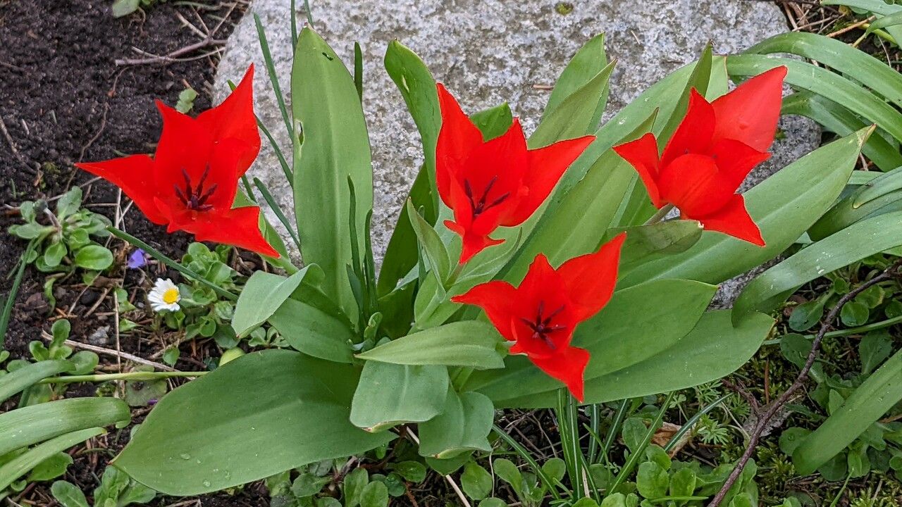Tulipa praestans habit
