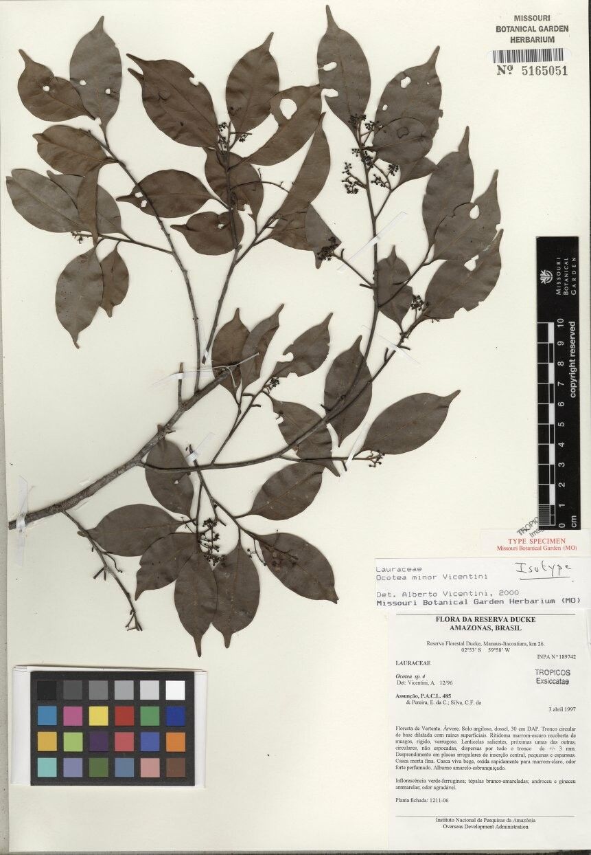 Ocotea minor — houseplant care guide