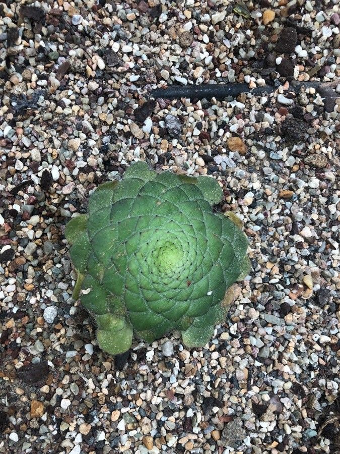 Aeonium tabuliforme leaf
