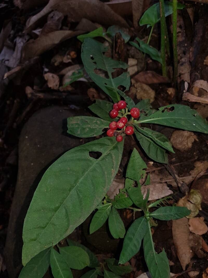 Psychotria tenuifolia leaf