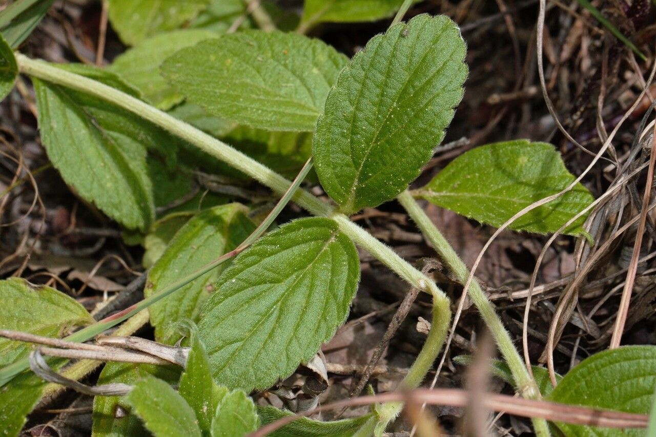 Leucas nyassae — houseplant care guide