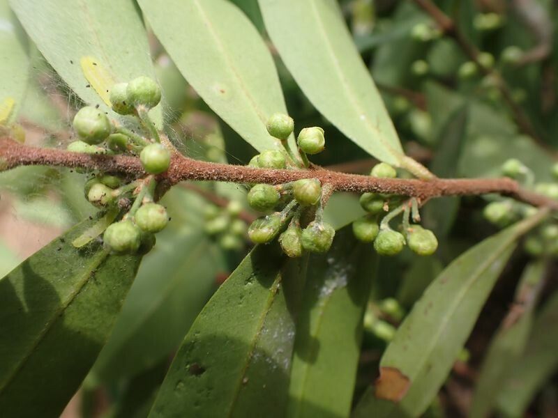 Eugenia ancorifera flower