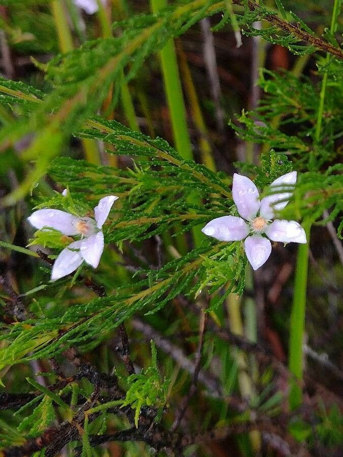 Philotheca reichenbachii habit
