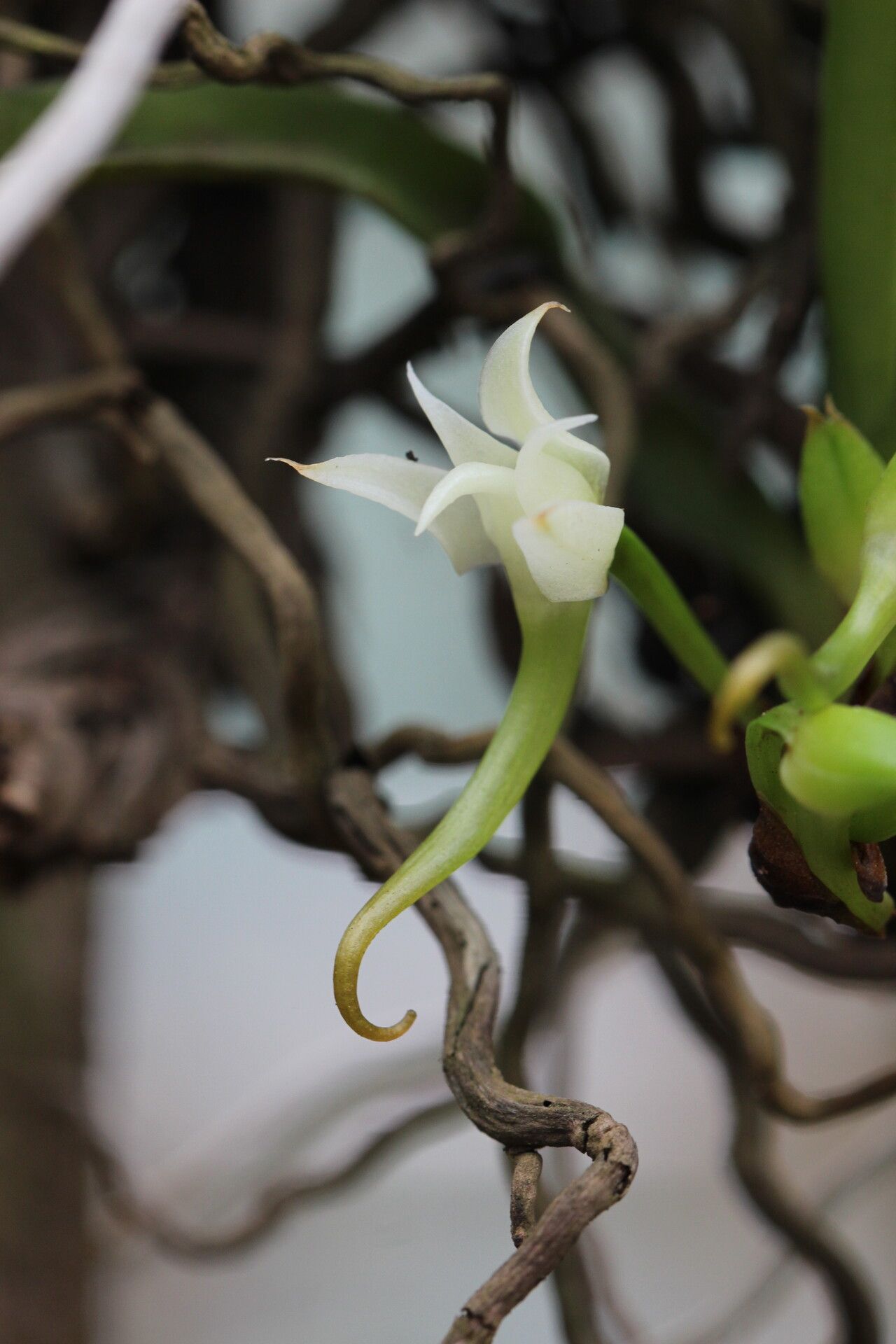 Cyrtorchis aschersonii flower