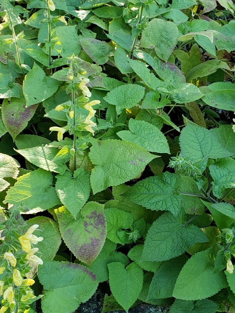 Salvia koyamae — houseplant care guide