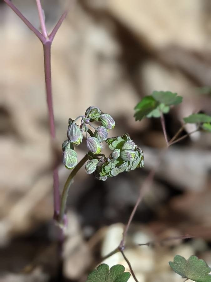 Thalictrum dioicum flower