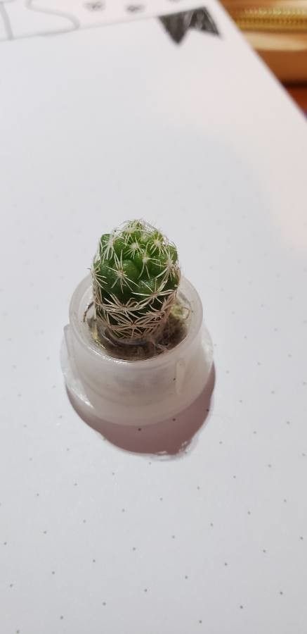 Escobaria hesteri flower