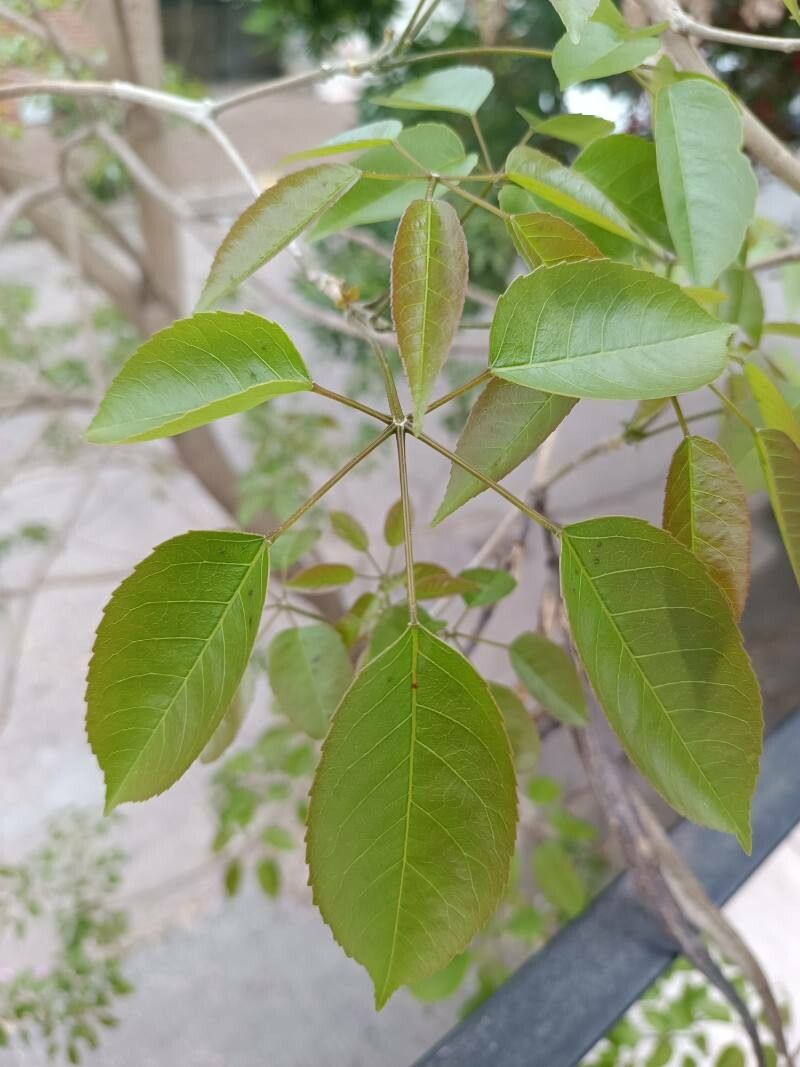 Tabebuia impetiginosa — search result for 'Tabebuia'