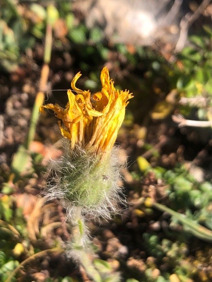 Hieracium bombycinum flower