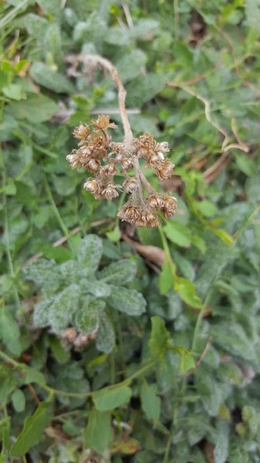 Achillea tomentosa fruit
