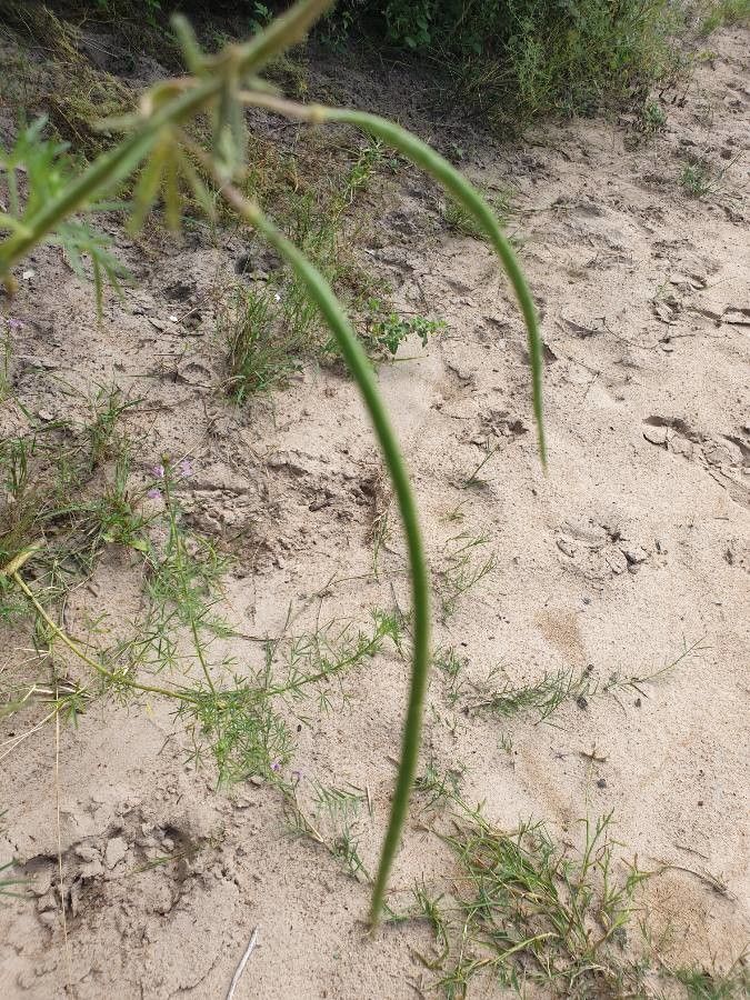Cleome allamanii fruit
