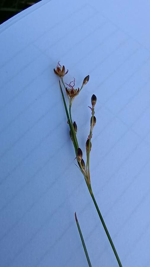 Juncus gerardi leaf
