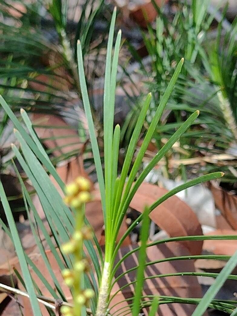 Lomandra glauca — related species from the same genus