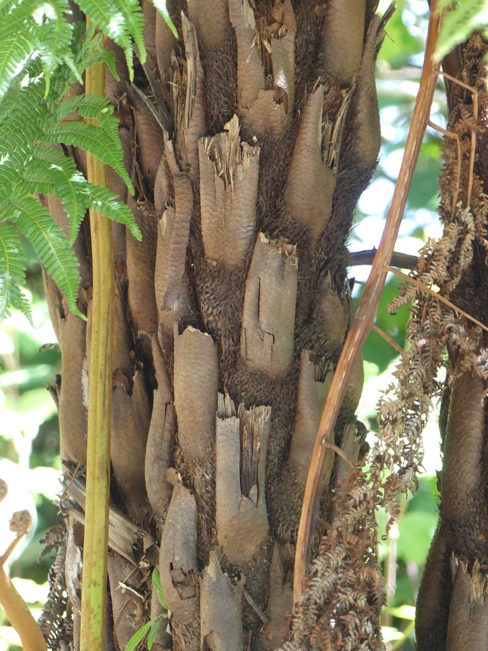 Cyathea glauca bark
