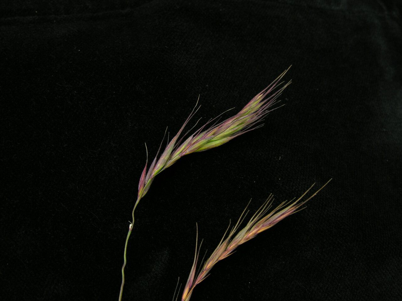 Elymus nutans habit