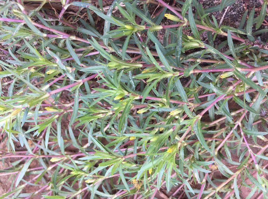 Pectis brevipedunculata leaf