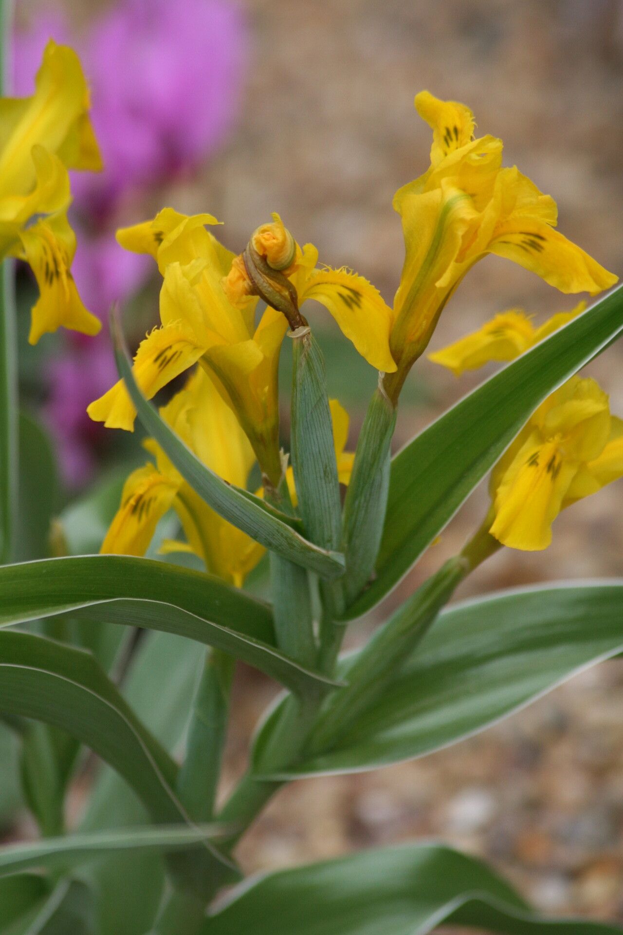 Iris tubergeniana — houseplant care guide