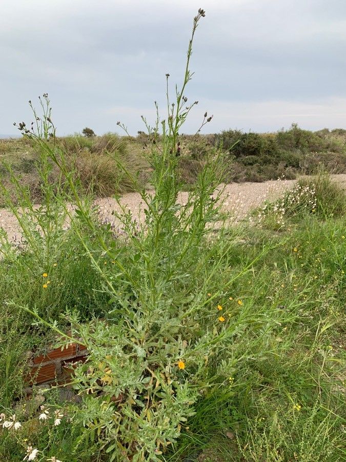 Volutaria lippii habit