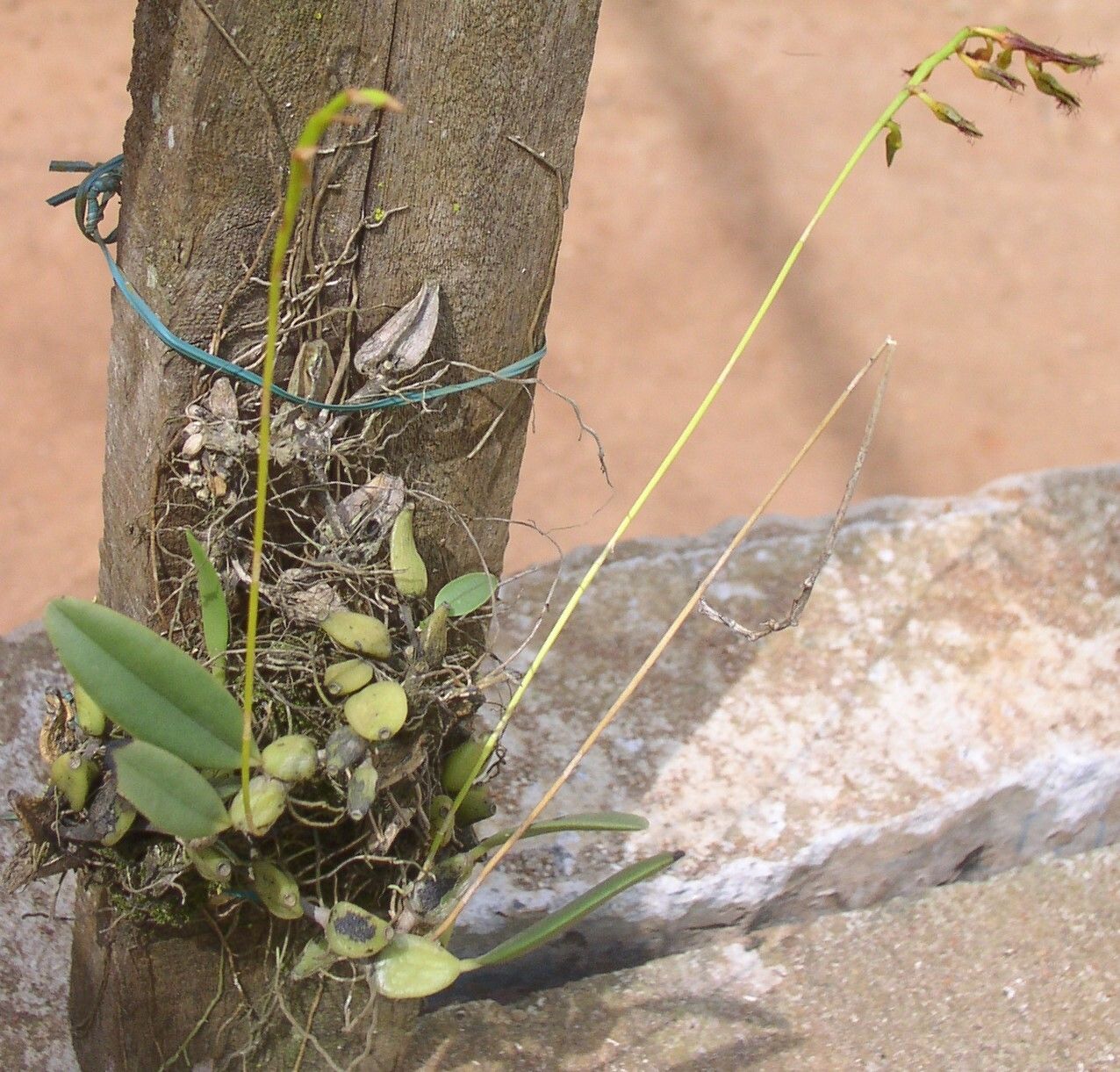 Bulbophyllum alinae habit