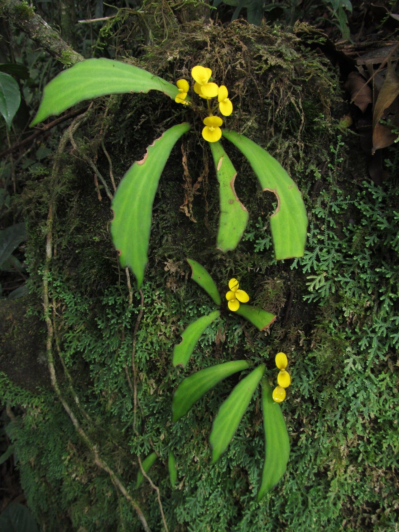 Begonia scutifolia habit
