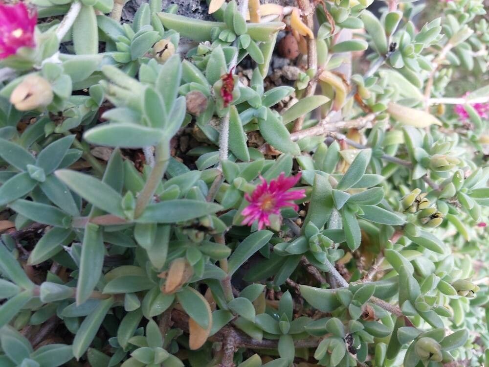 Delosperma vinaceum other