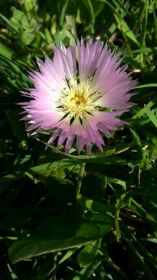 Centaurea pullata flower