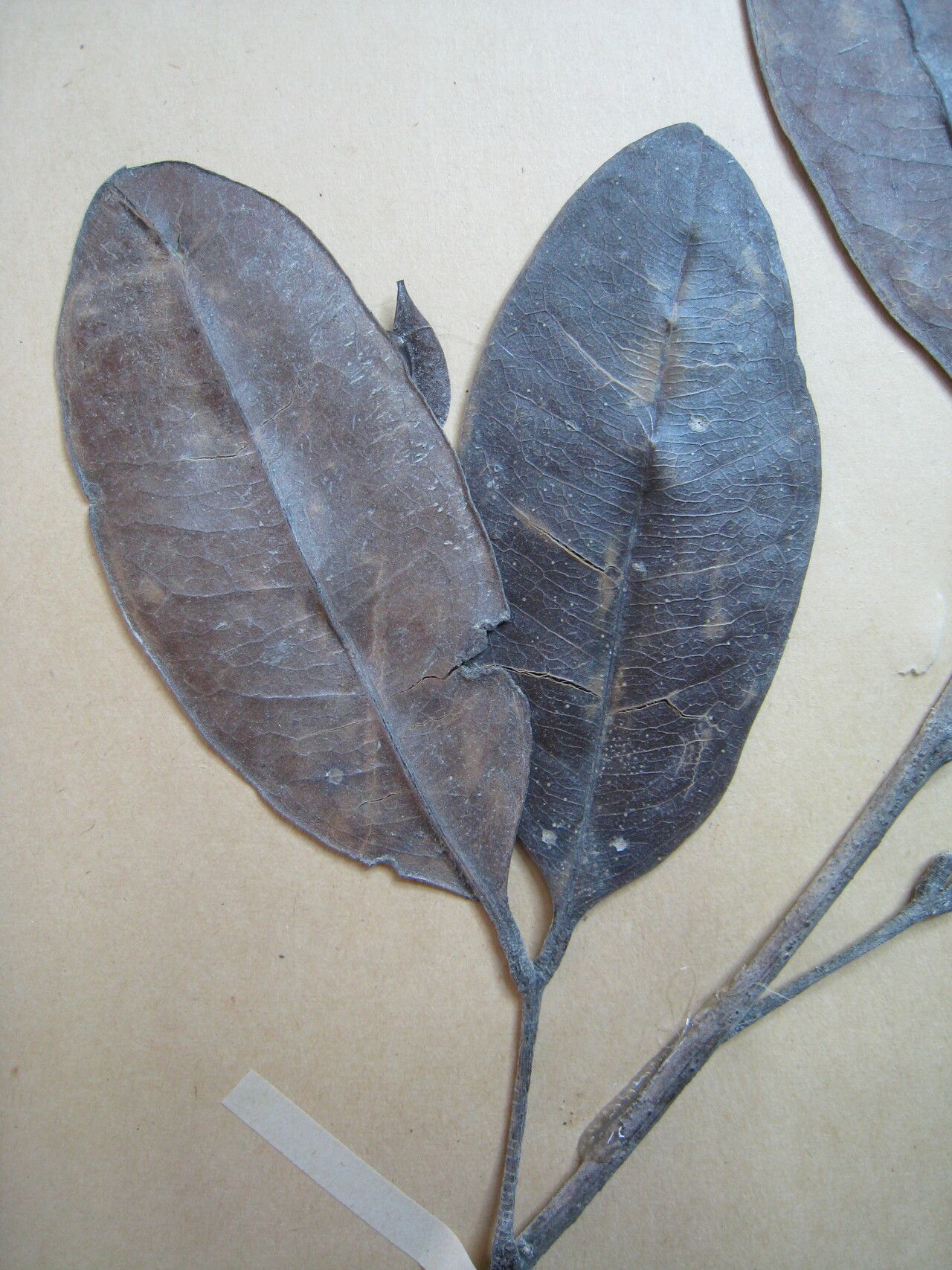 Talisia squarrosa — houseplant care guide