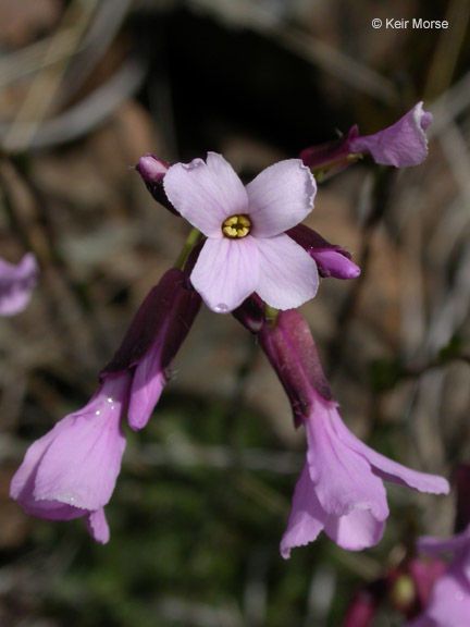 Arabis aculeolata — related species from the same genus