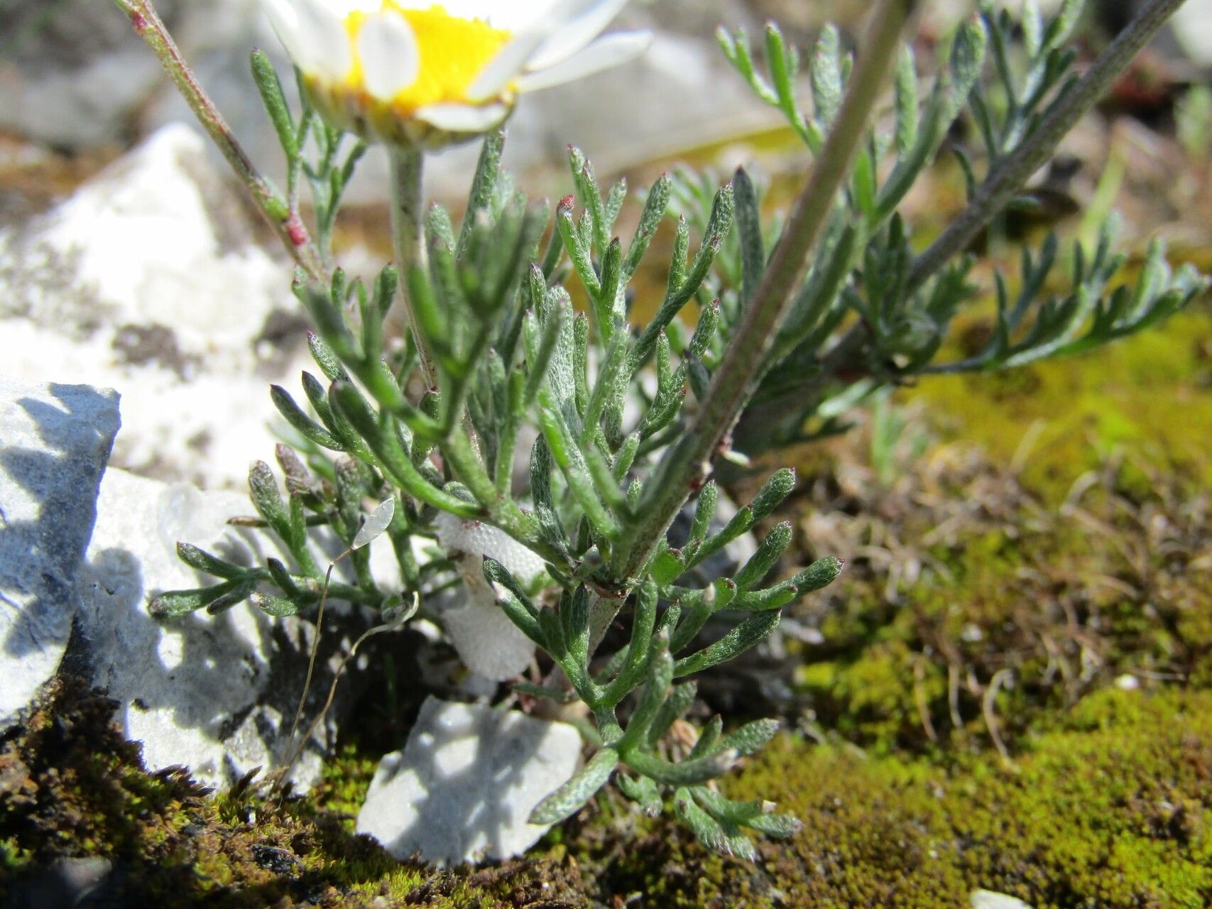 Anthemis jordanovii — search result for 'Anthemis'