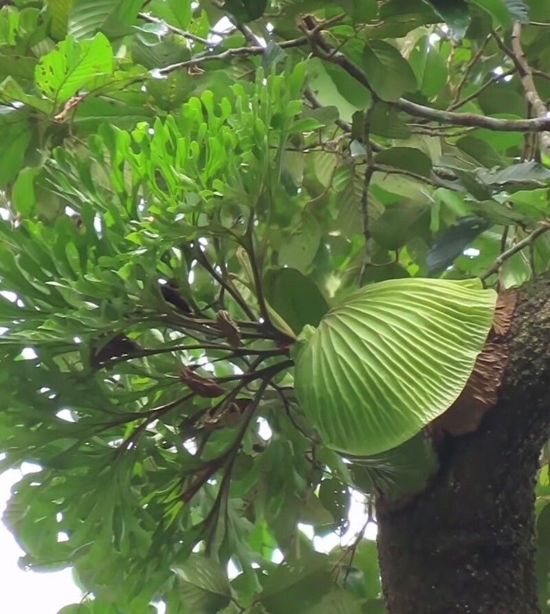 Platycerium ridleyi habit