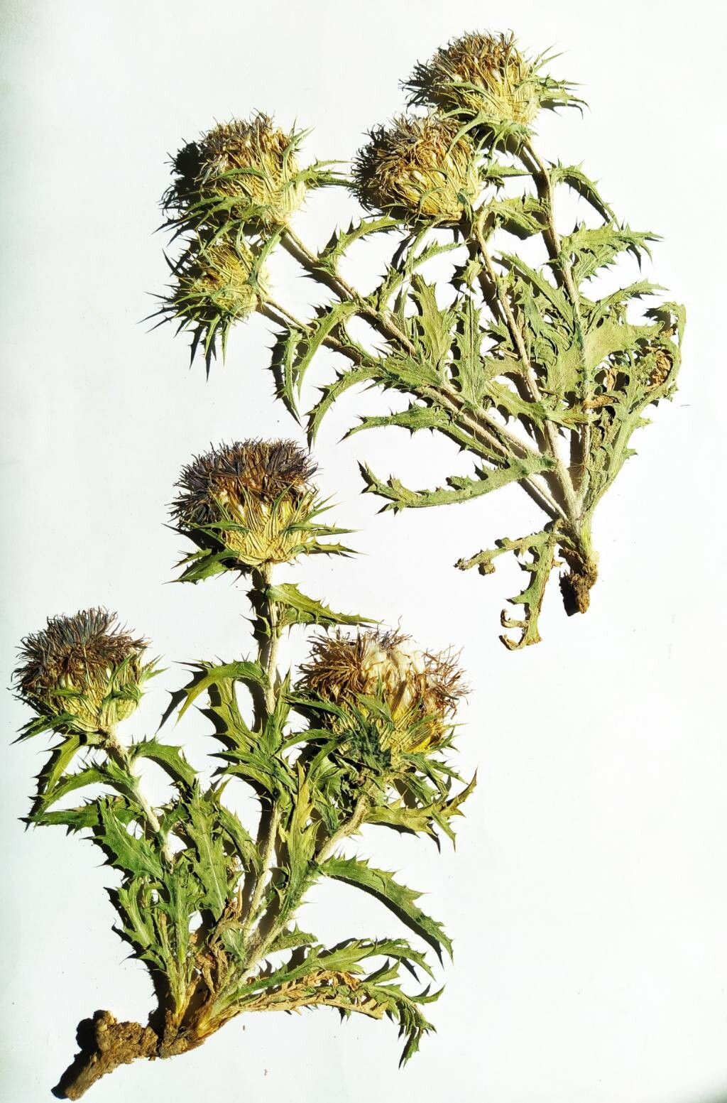 Carthamus hispanicus flower