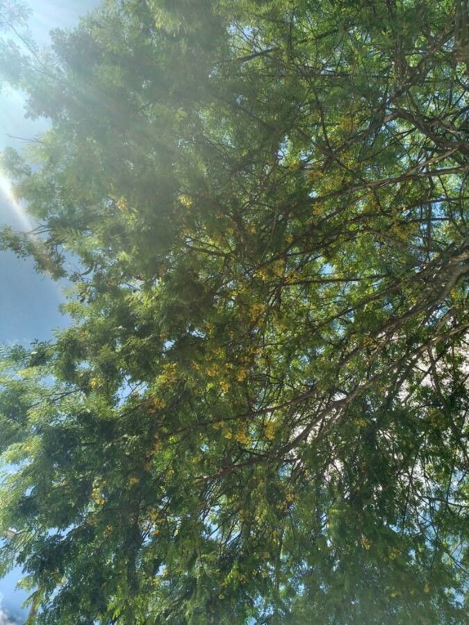 Caesalpinia paipai — search result for 'Caesalpinia'