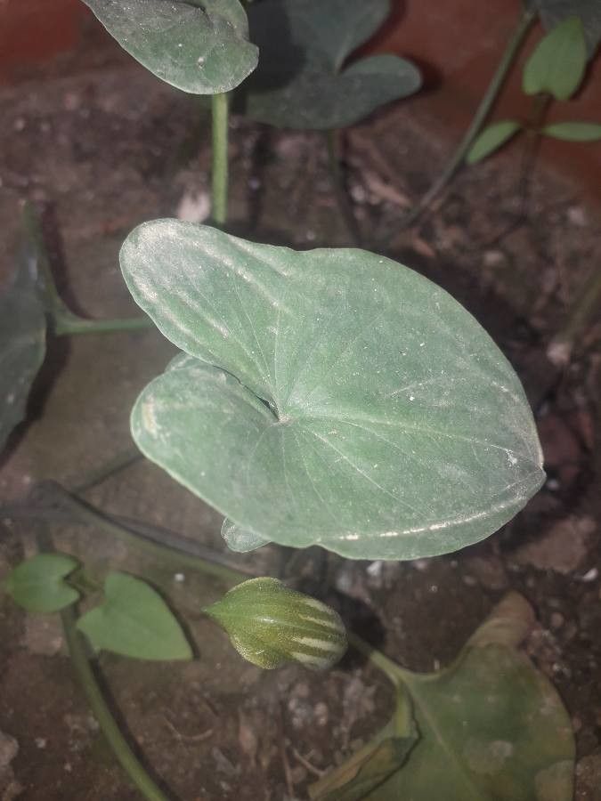 Aristolochia californica leaf