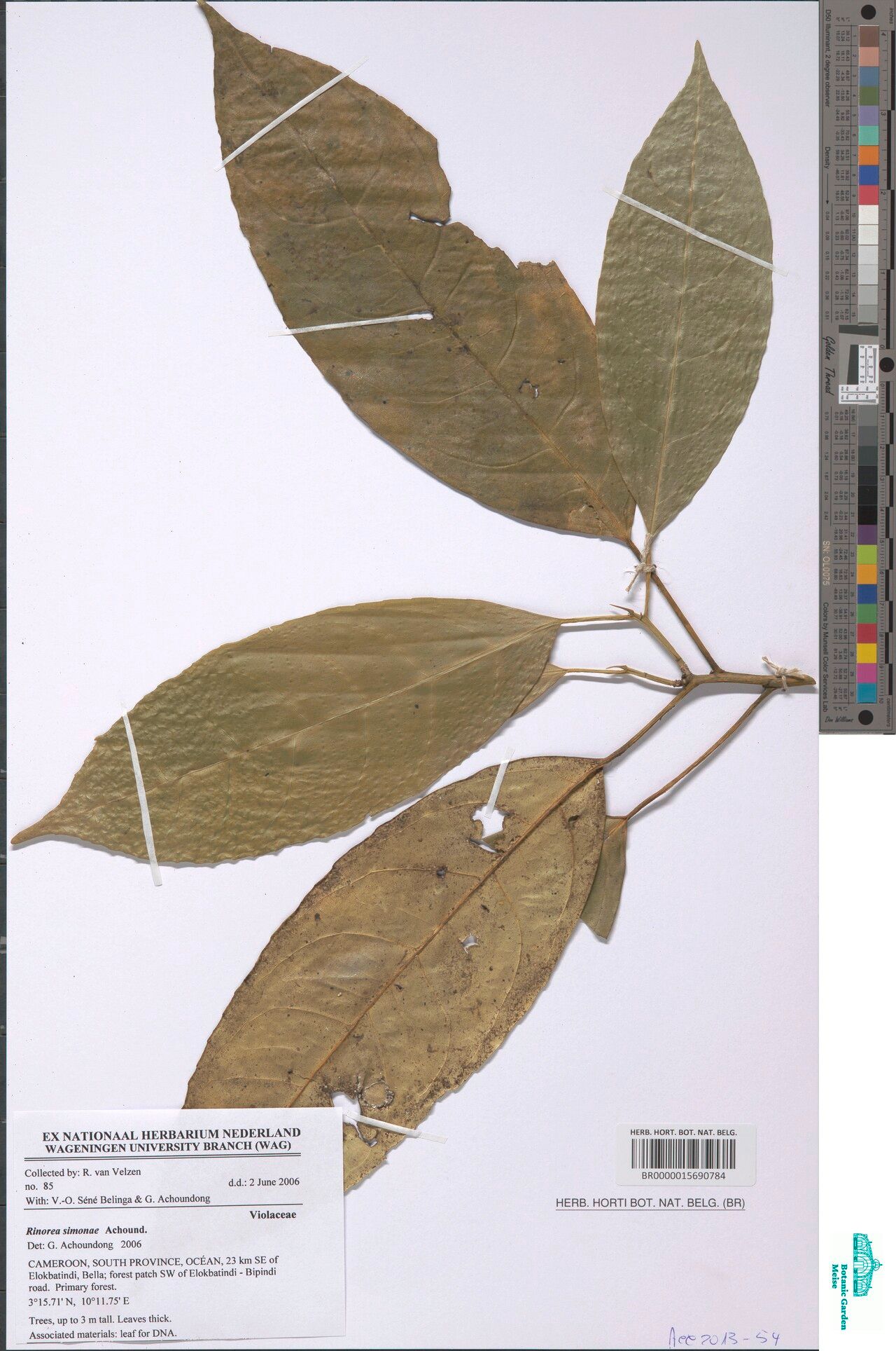 Rinorea simoneae — houseplant care guide