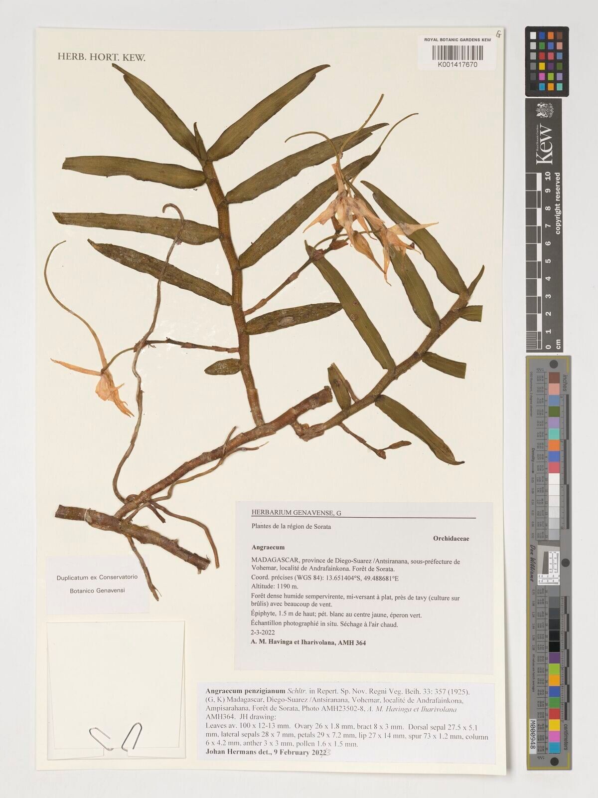 Angraecum penzigianum — houseplant care guide