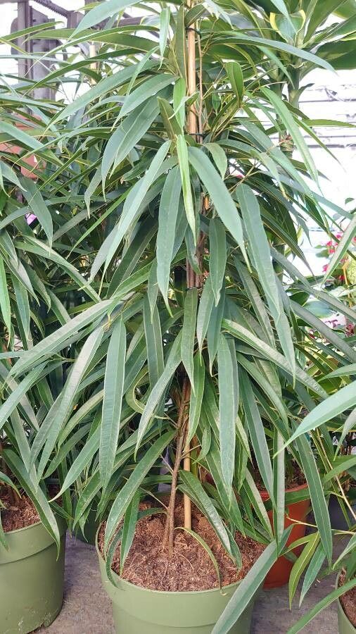 Ficus Binnendijkii habit