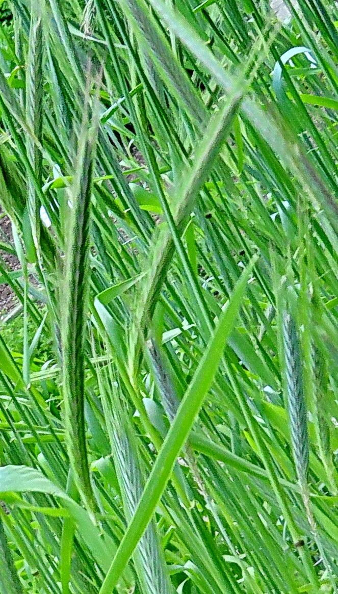 Secale vavilovii fruit