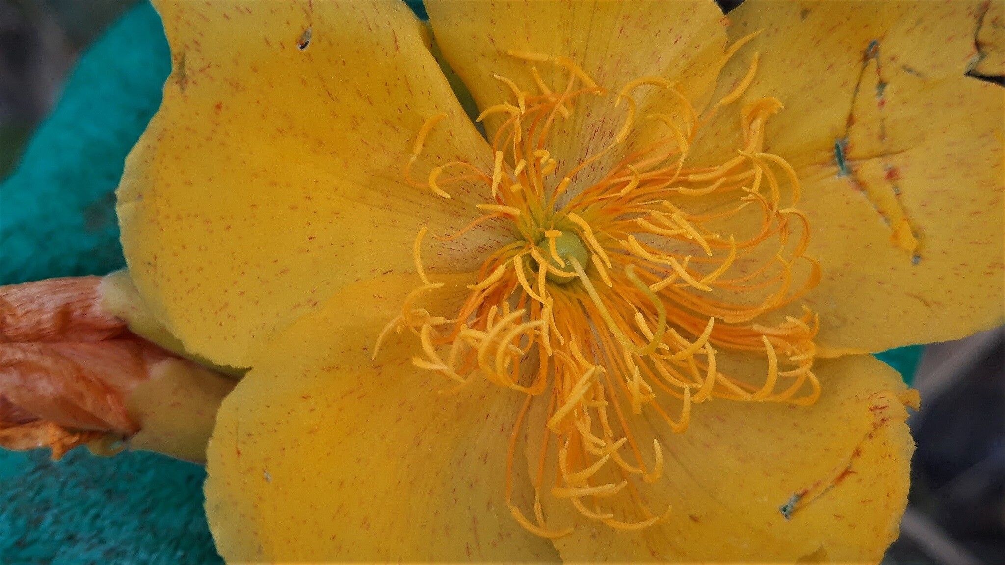 Cochlospermum regium flower