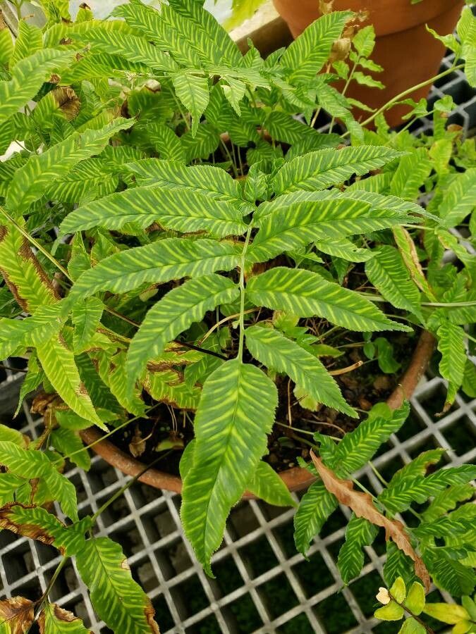 Coniogramme emeiensis leaf