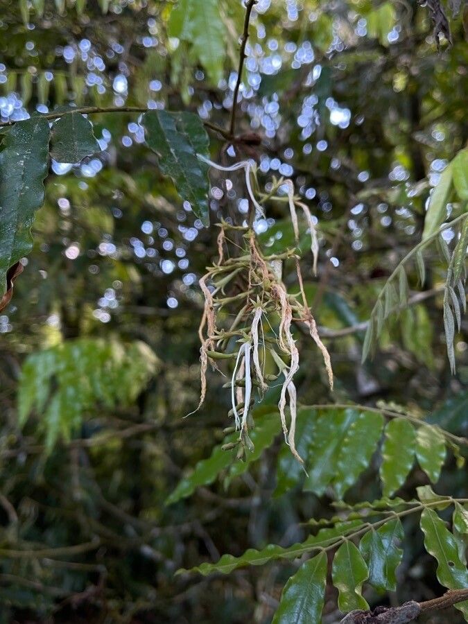 Inga skutchii — houseplant care guide