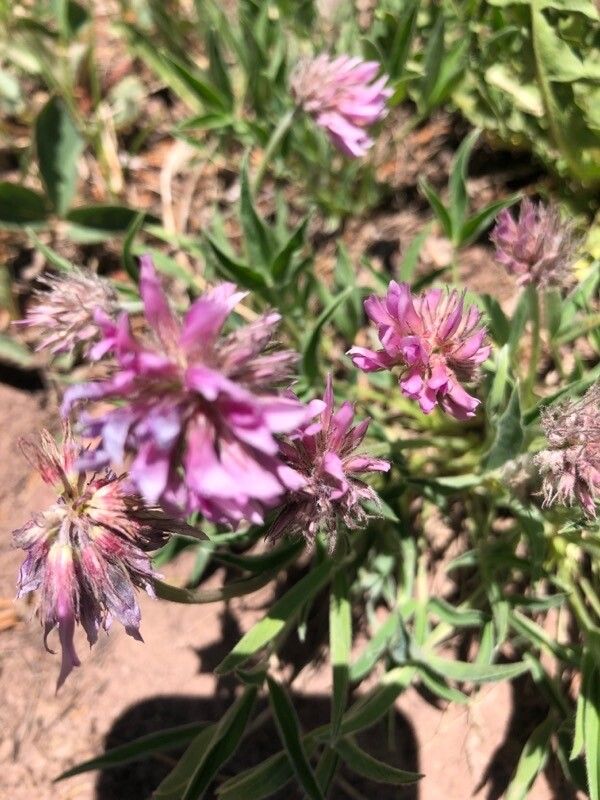 Trifolium attenuatum — houseplant care guide