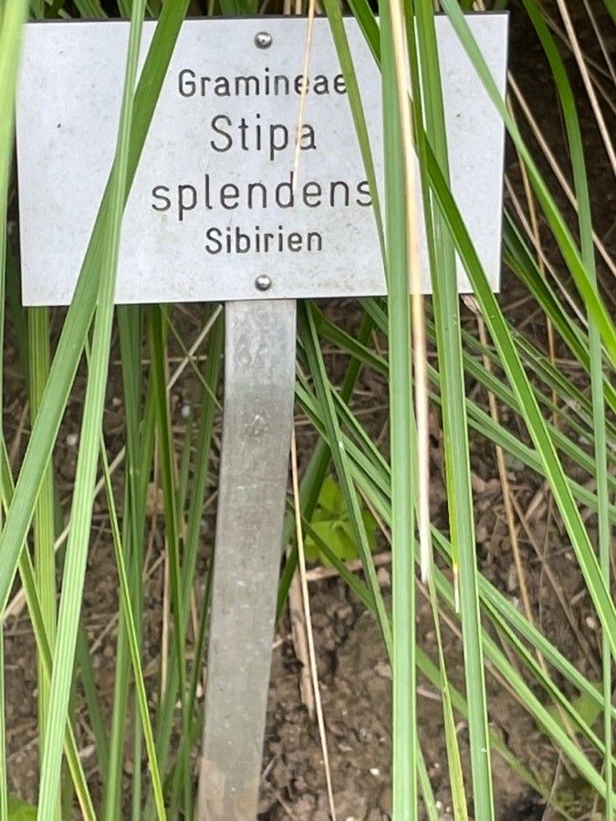 Stipa splendens other