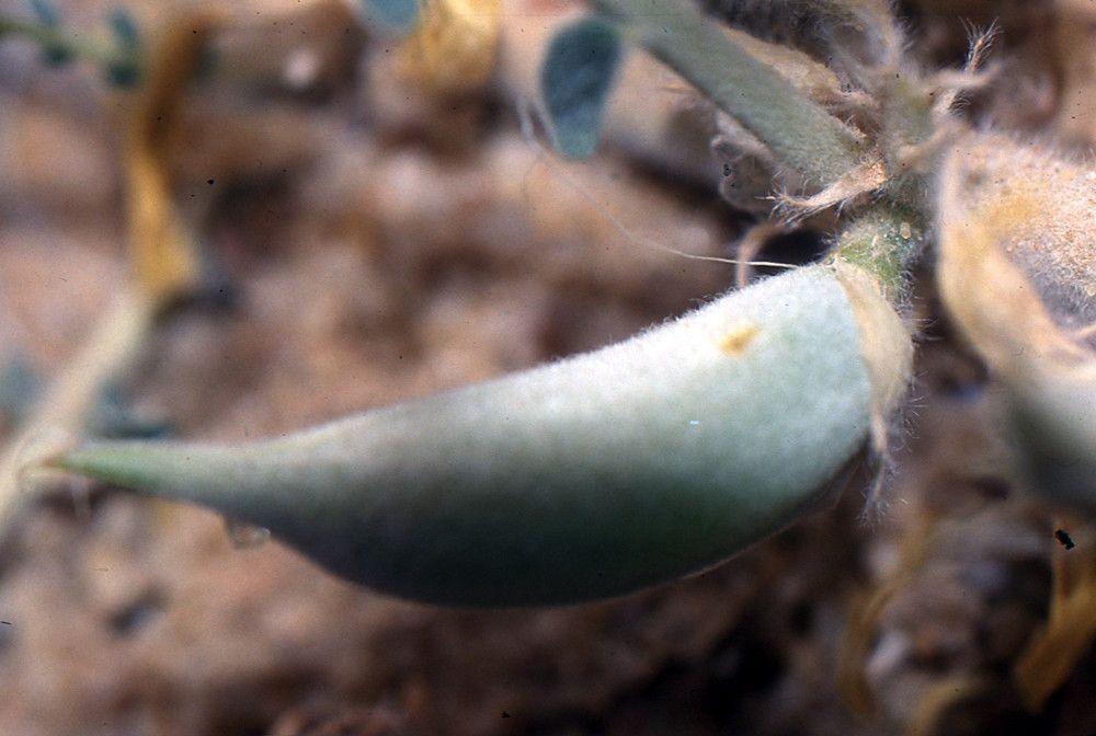 Astragalus gombo fruit